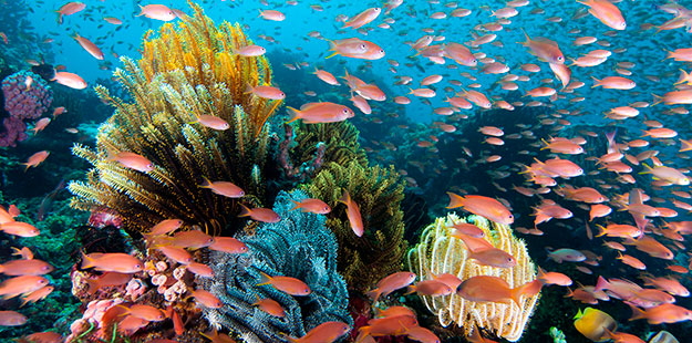 Reef-scenic-wakatobi-ws